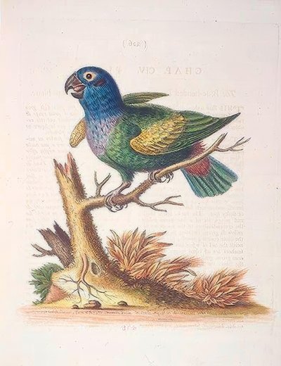 The Blueheaded Parrot by George Edwards